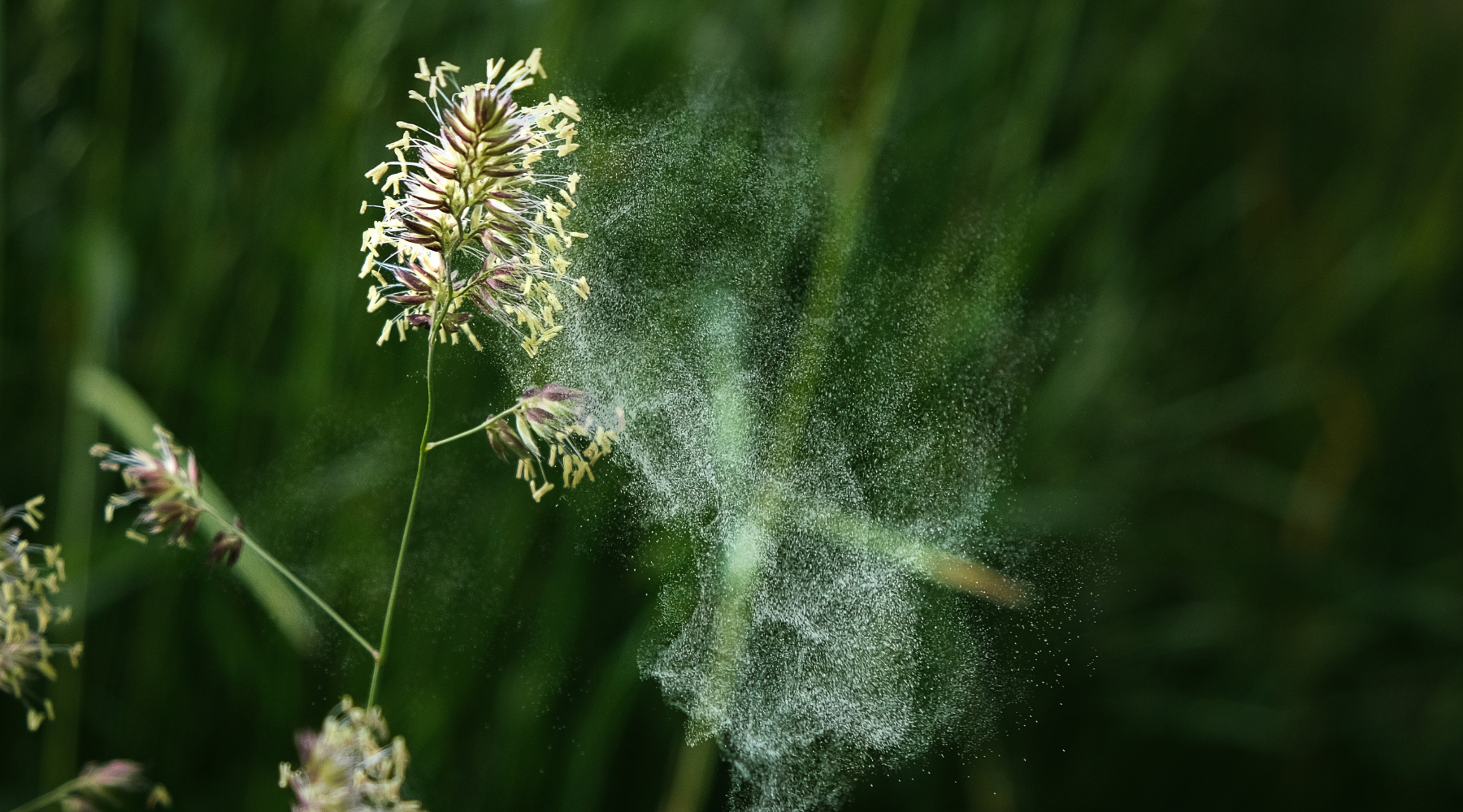 Allergie-Saison verstehen: Was Dein Körper jetzt wirklich braucht