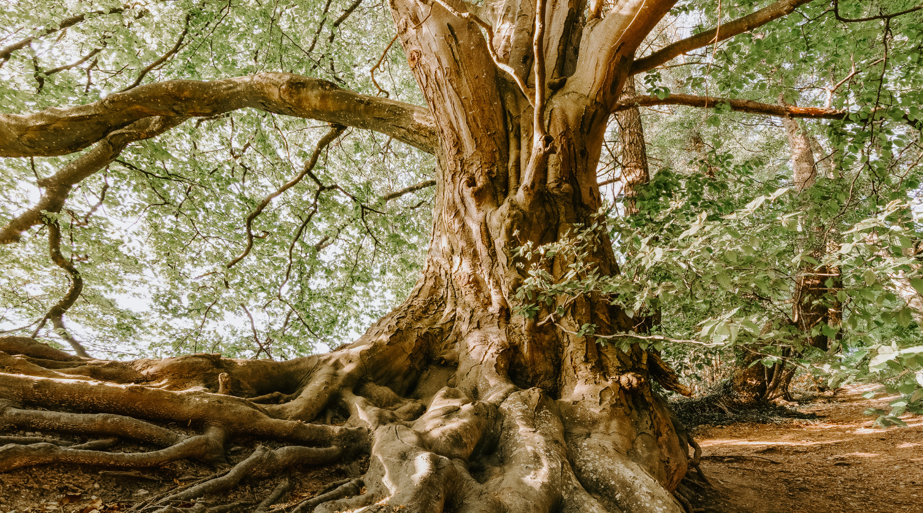 Longevity & TCM: Alte Weisheit trifft moderne Wissenschaft